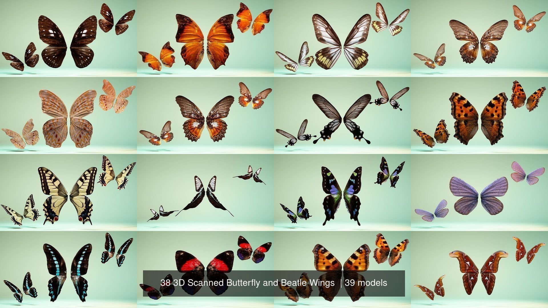 38 3D Scanned Butterfly and Beatle Wings  3D Model Collection_2