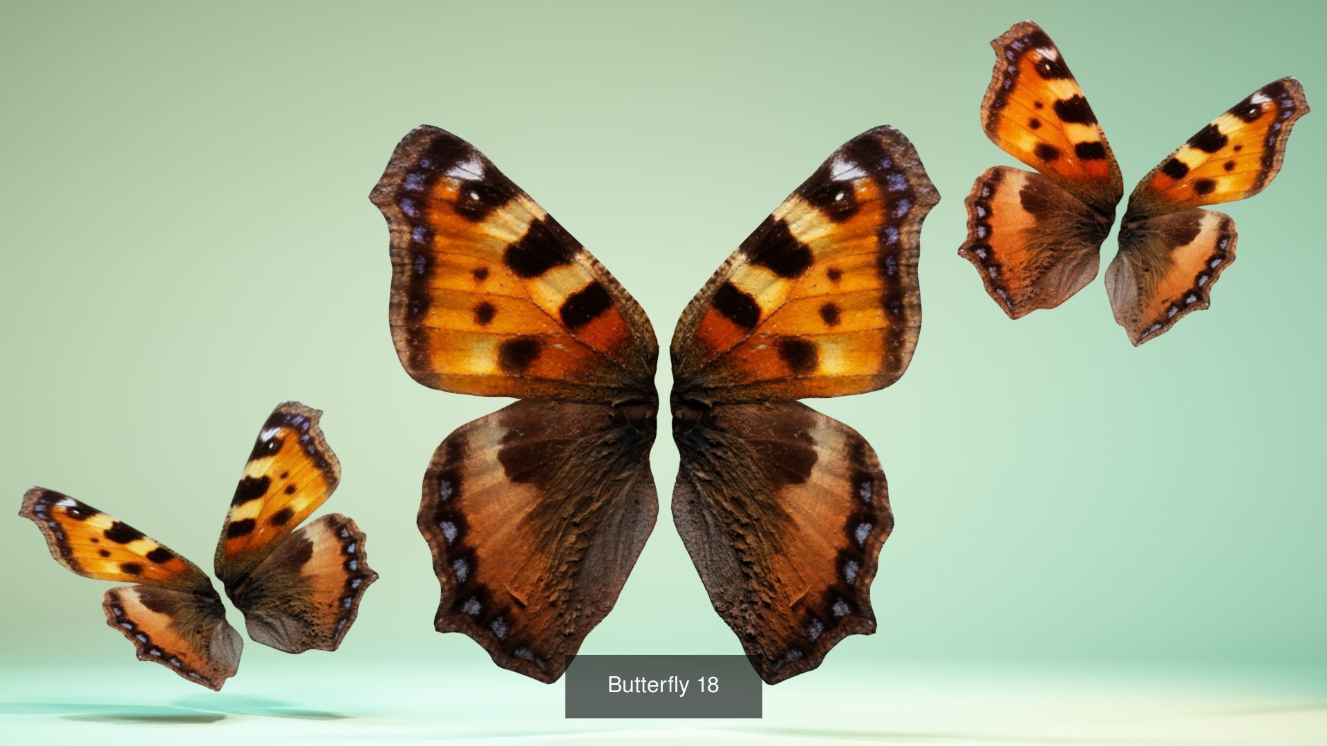 38 3D Scanned Butterfly and Beatle Wings  3D Model Collection_37