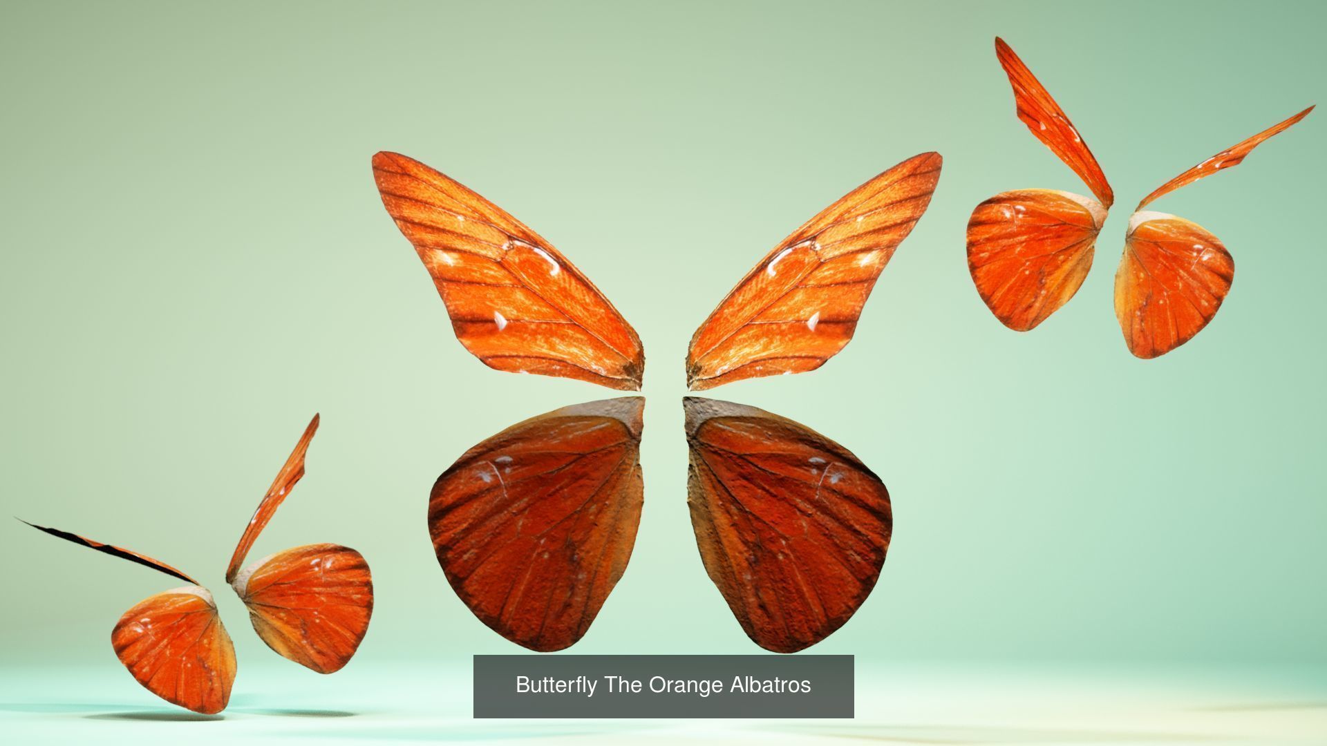 38 3D Scanned Butterfly and Beatle Wings  3D Model Collection_16