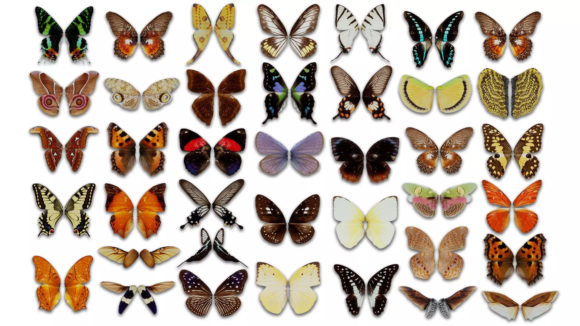 38 3D Scanned Butterfly and Beatle Wings  3D Model Collection_0