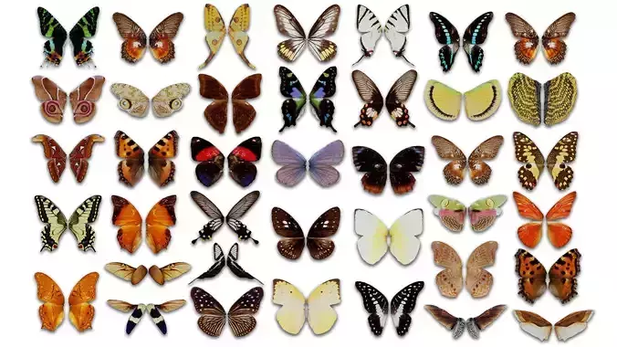 38 3D Scanned Butterfly and Beatle Wings  3D Model Collection