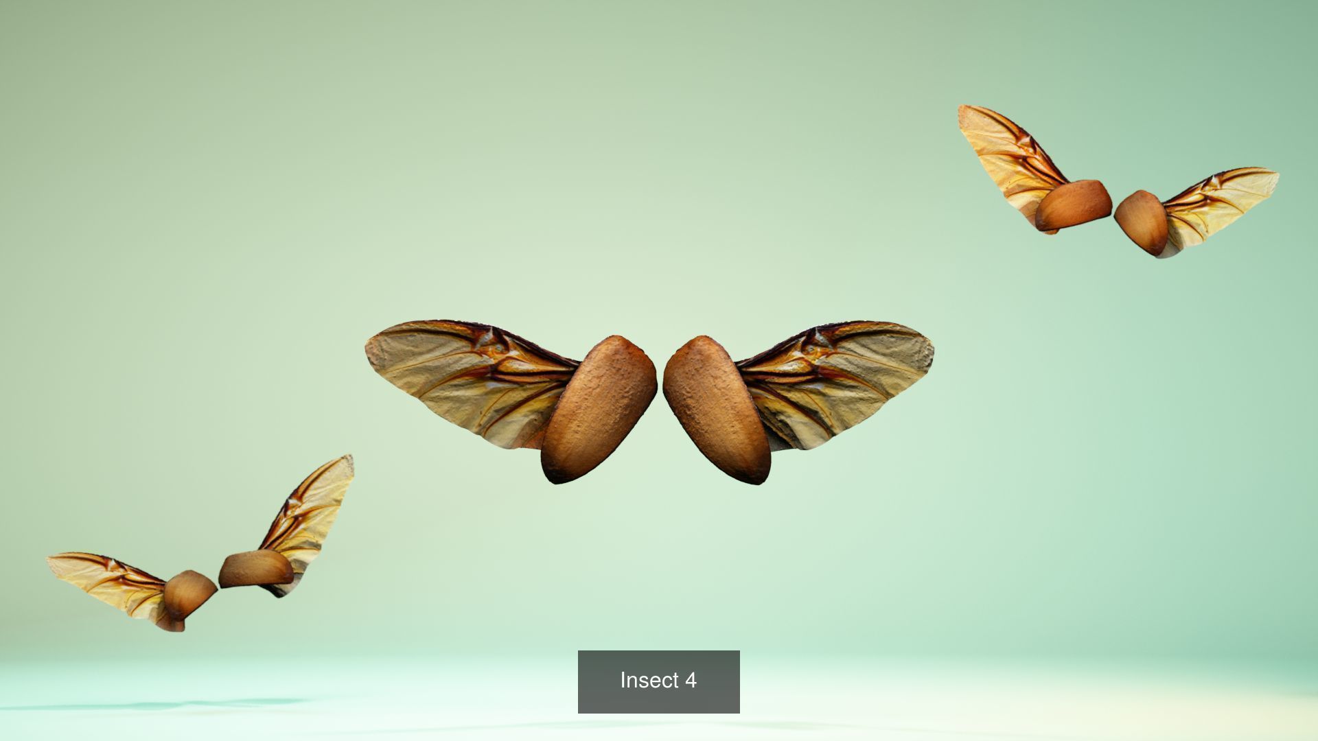 38 3D Scanned Butterfly and Beatle Wings  3D Model Collection_12