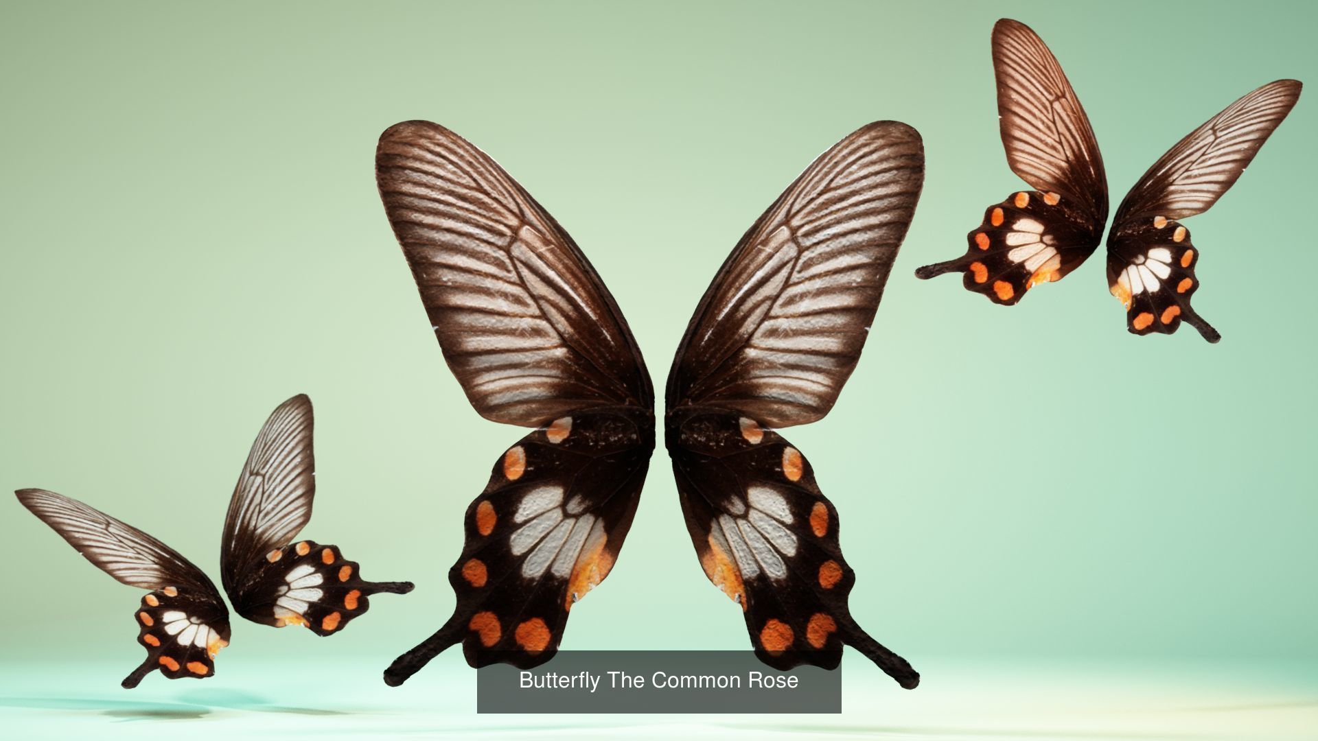 38 3D Scanned Butterfly and Beatle Wings  3D Model Collection_7