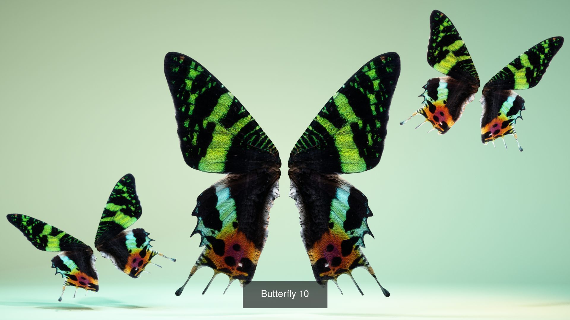 38 3D Scanned Butterfly and Beatle Wings  3D Model Collection_42