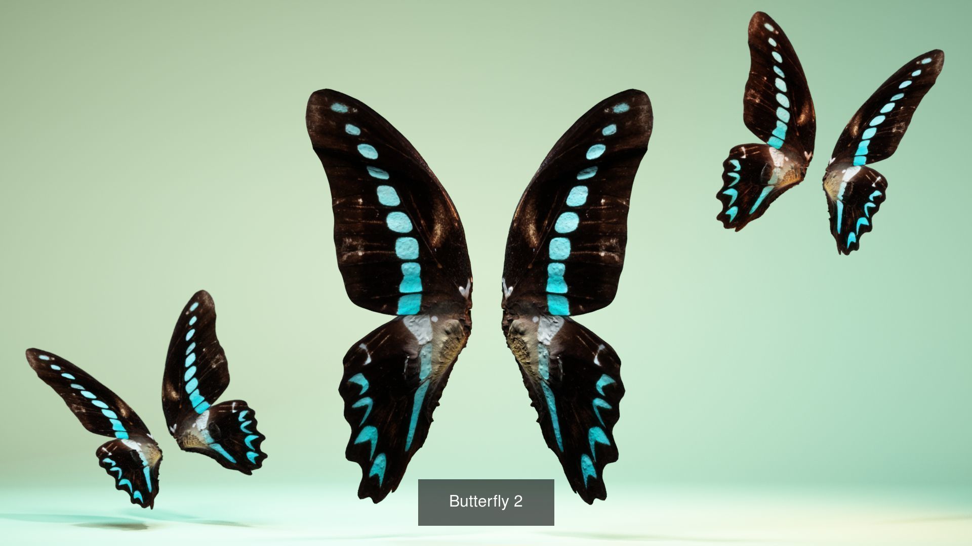 38 3D Scanned Butterfly and Beatle Wings  3D Model Collection_35