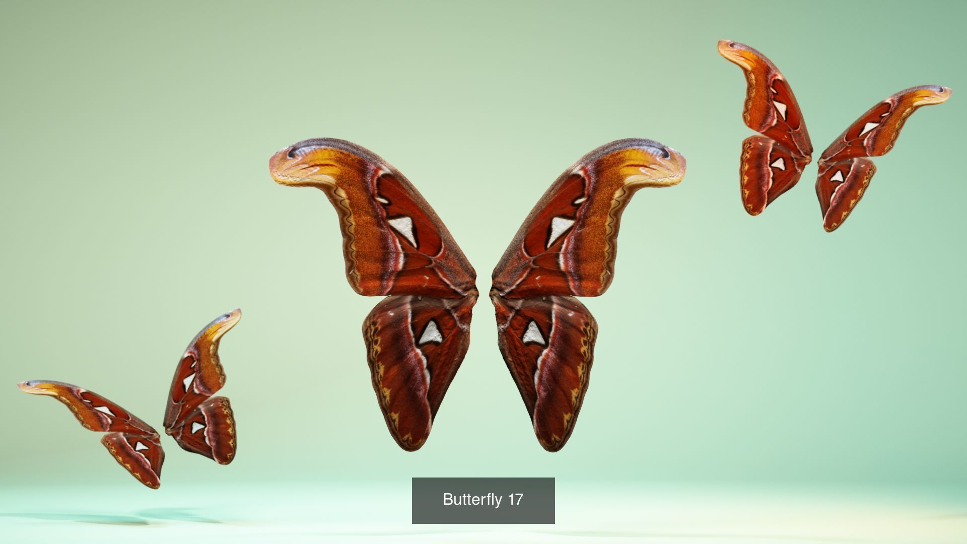 38 3D Scanned Butterfly and Beatle Wings  3D Model Collection_38