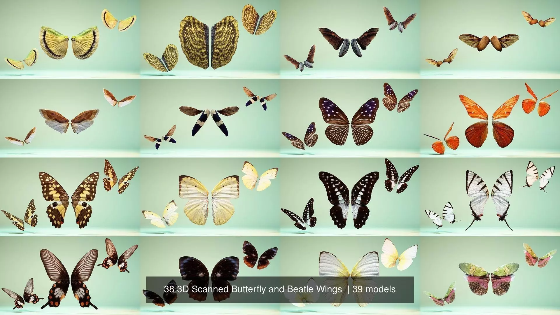 38 3D Scanned Butterfly and Beatle Wings  3D Model Collection_1