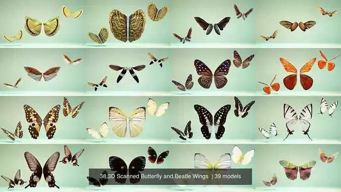 38 3D Scanned Butterfly and Beatle Wings 