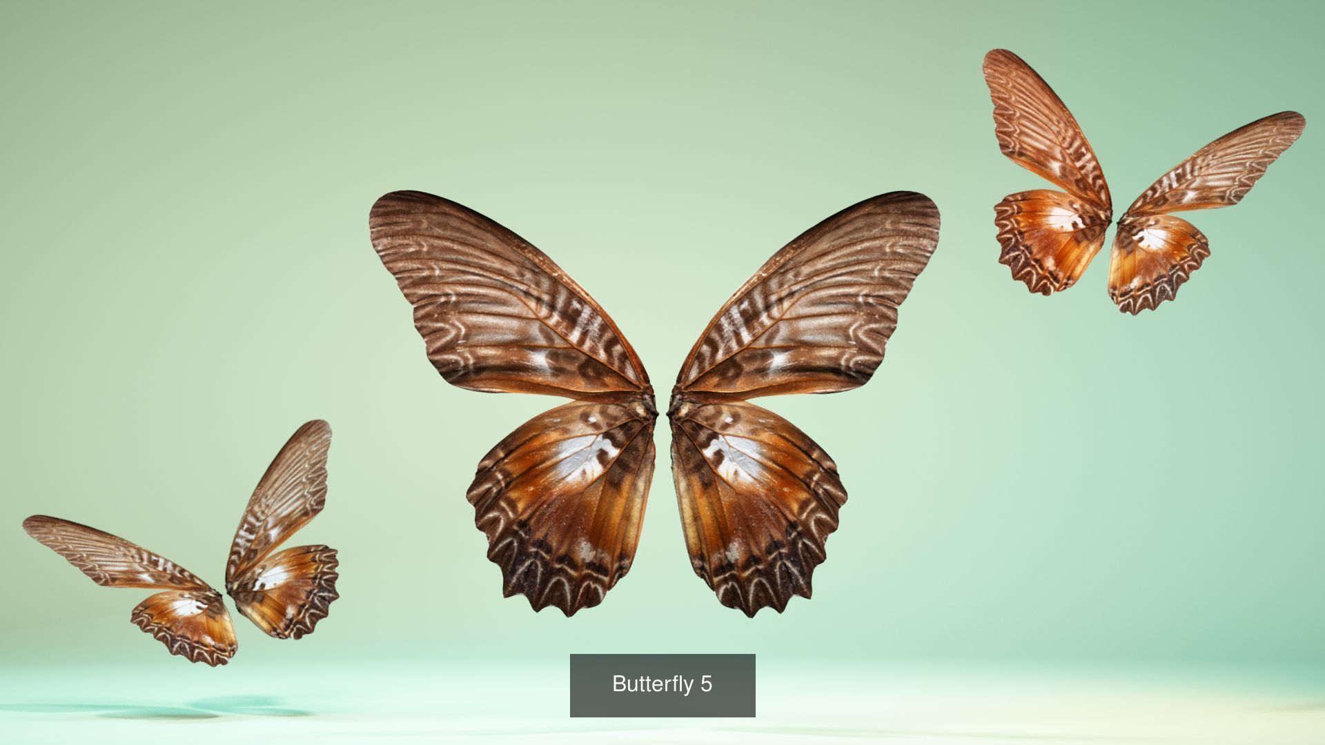 38 3D Scanned Butterfly and Beatle Wings  3D Model Collection_26