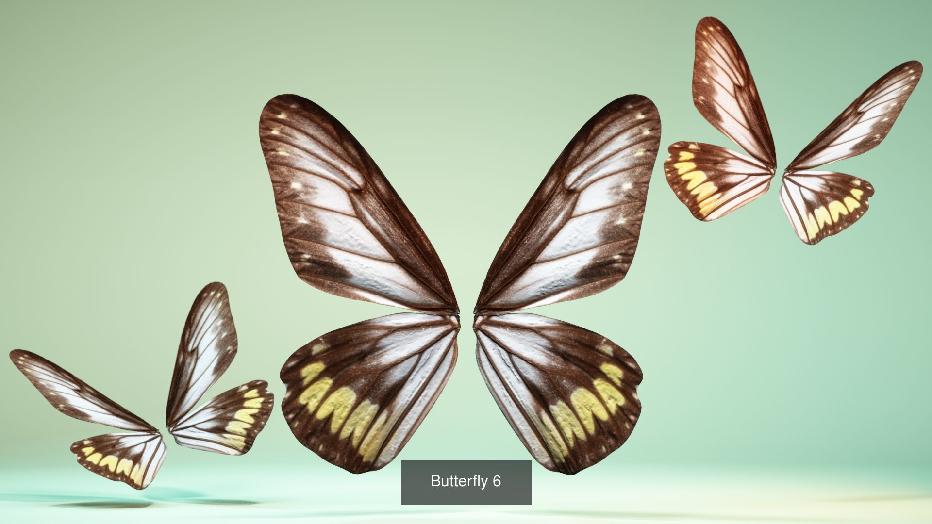 38 3D Scanned Butterfly and Beatle Wings  3D Model Collection_8