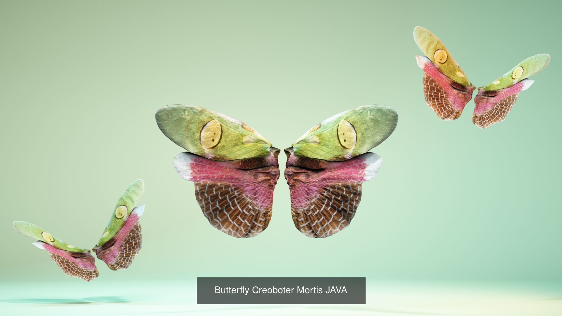 38 3D Scanned Butterfly and Beatle Wings  3D Model Collection_23