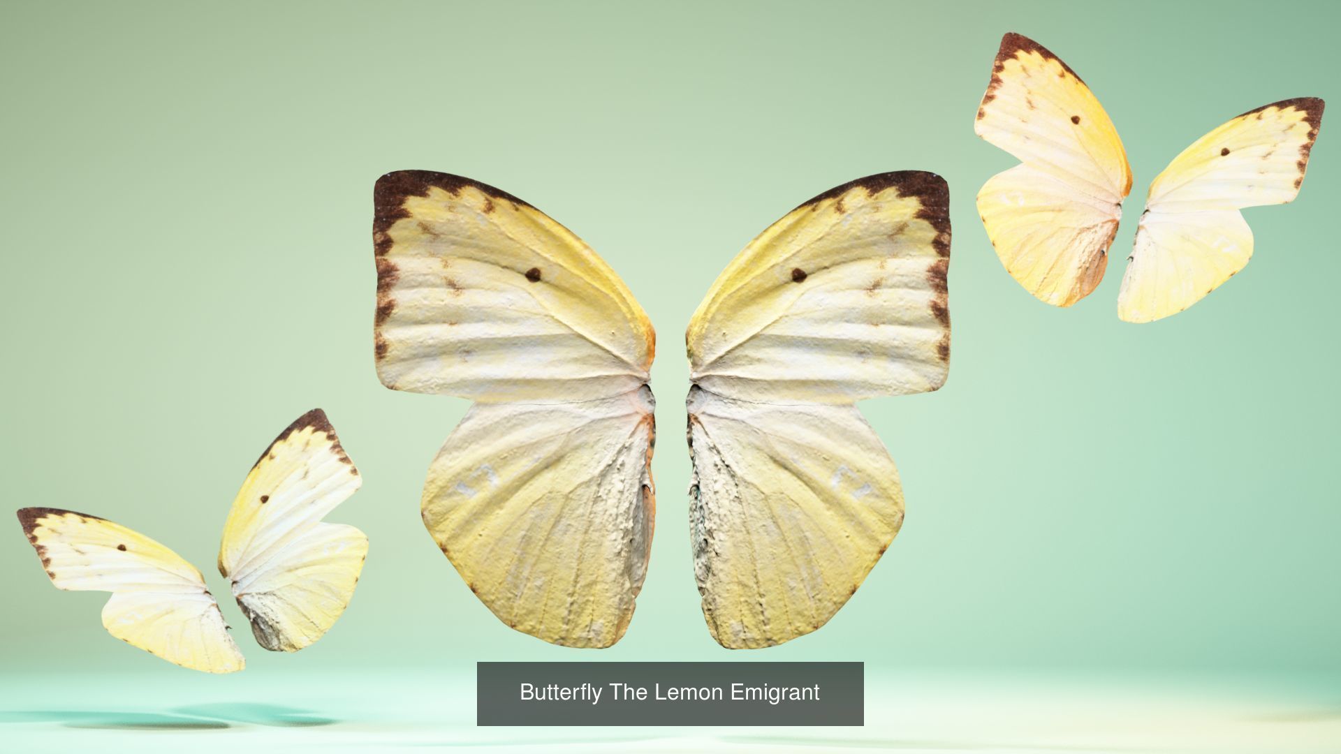 38 3D Scanned Butterfly and Beatle Wings  3D Model Collection_18