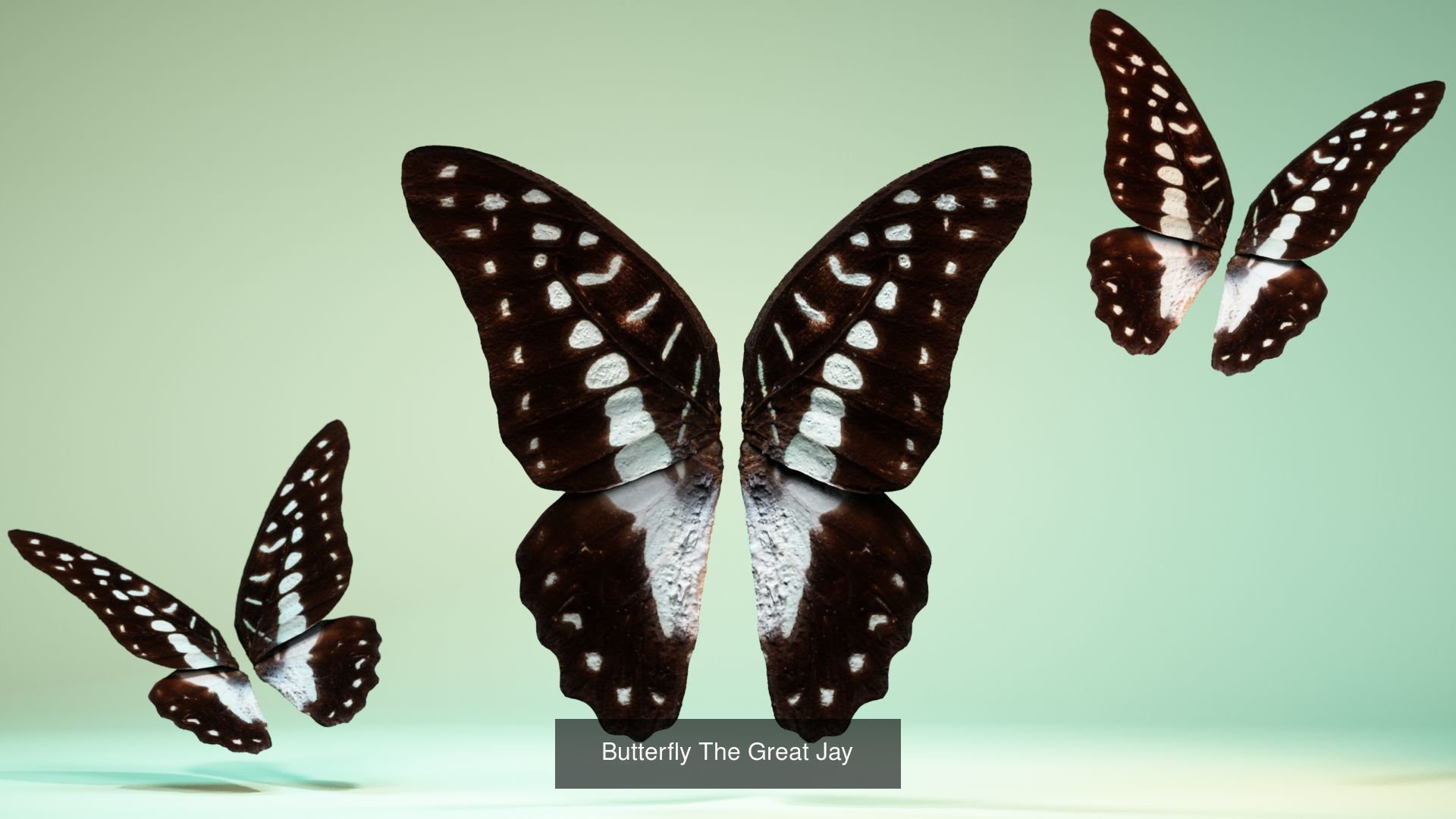 38 3D Scanned Butterfly and Beatle Wings  3D Model Collection_19