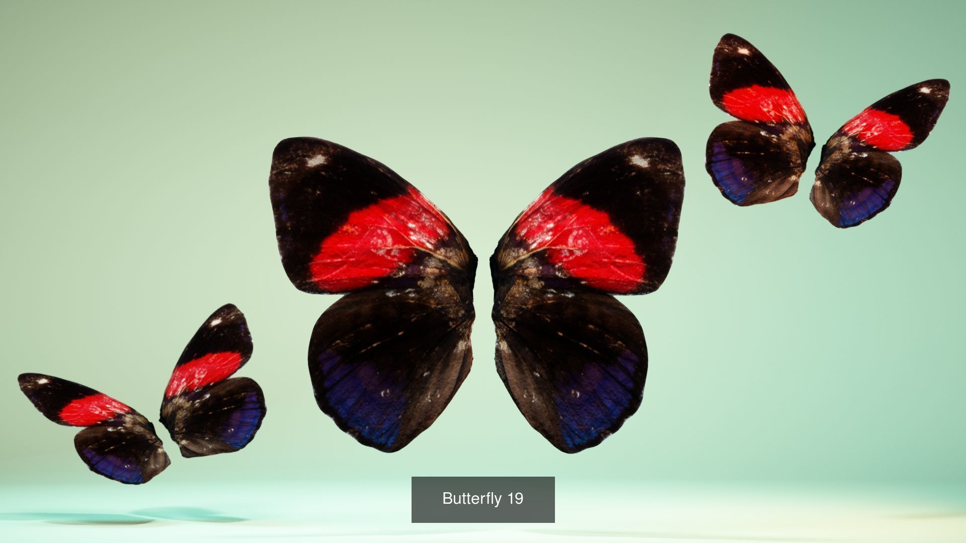 38 3D Scanned Butterfly and Beatle Wings  3D Model Collection_36