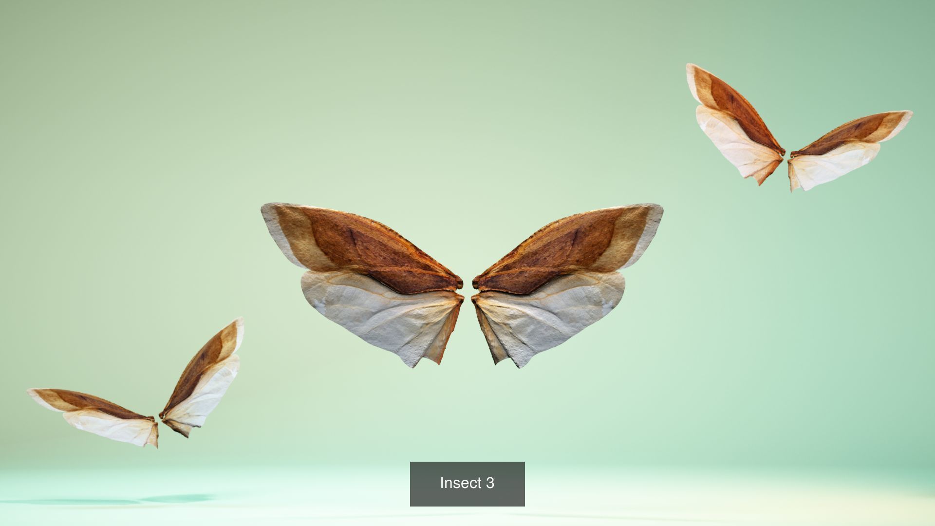 38 3D Scanned Butterfly and Beatle Wings  3D Model Collection_13