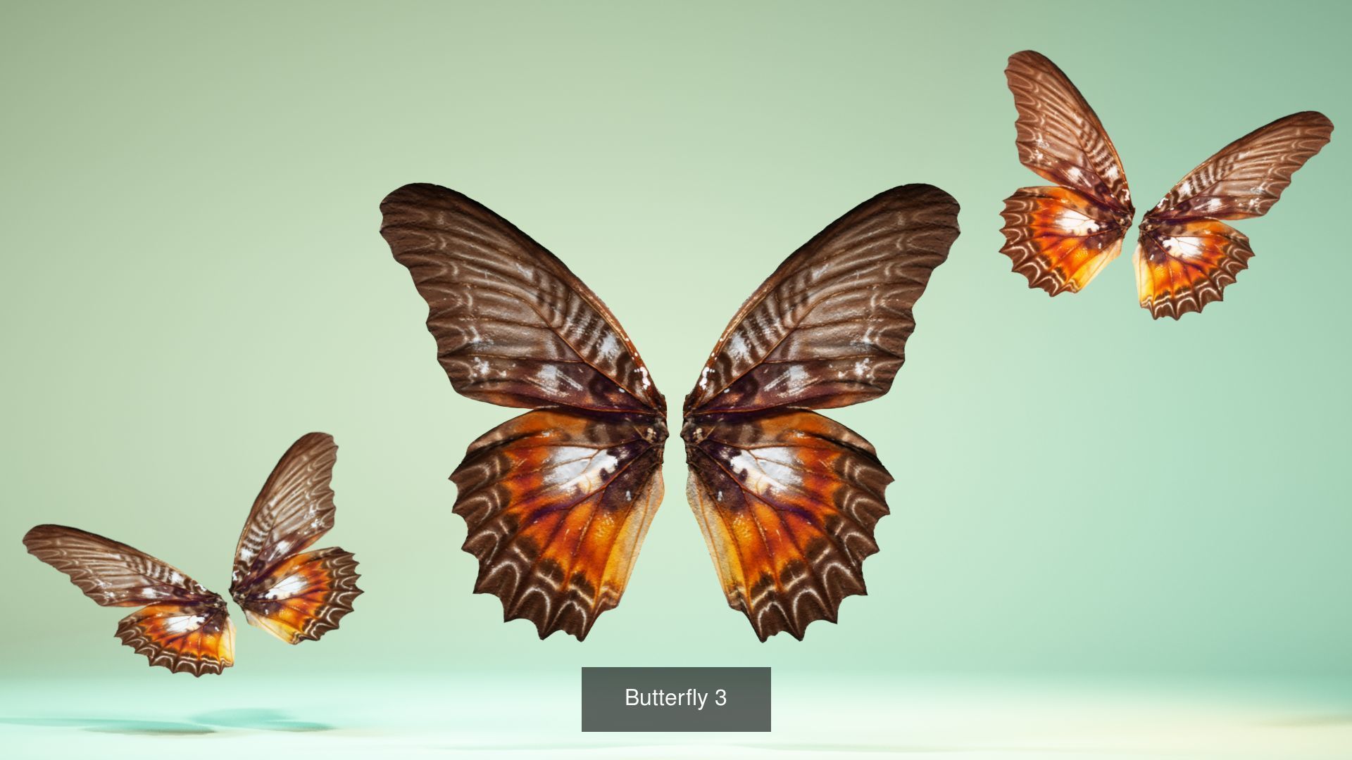 38 3D Scanned Butterfly and Beatle Wings  3D Model Collection_28