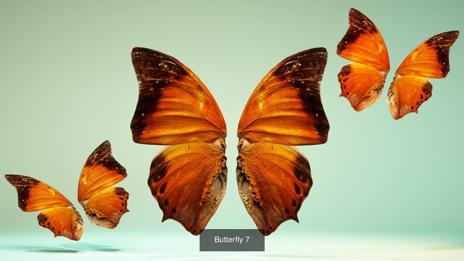 38 3D Scanned Butterfly and Beatle Wings  3D Model Collection_25