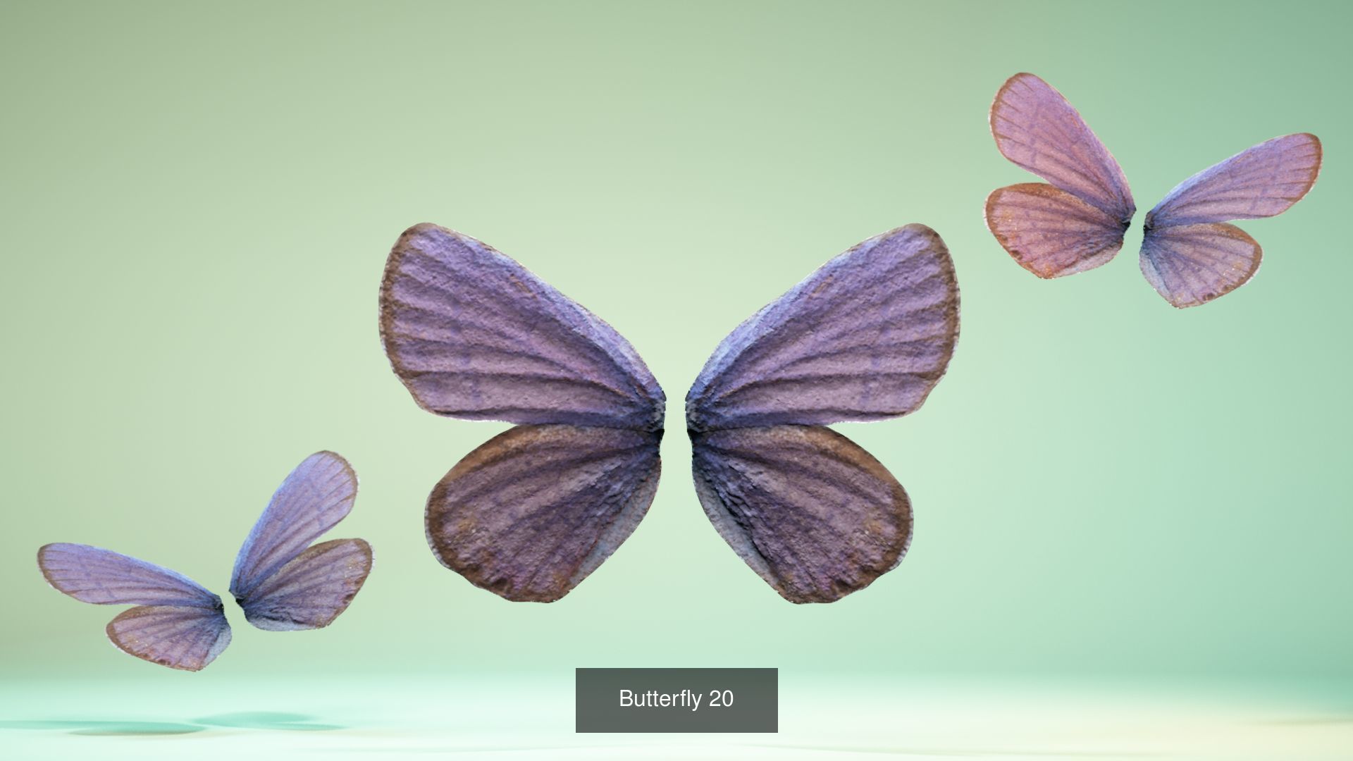 38 3D Scanned Butterfly and Beatle Wings  3D Model Collection_34