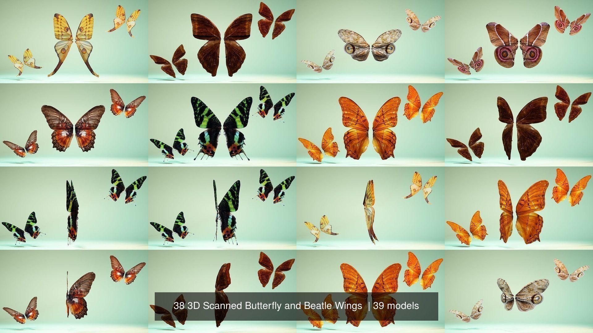 38 3D Scanned Butterfly and Beatle Wings  3D Model Collection_4