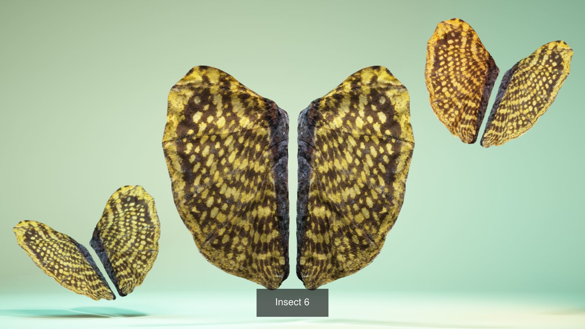 38 3D Scanned Butterfly and Beatle Wings  3D Model Collection_6