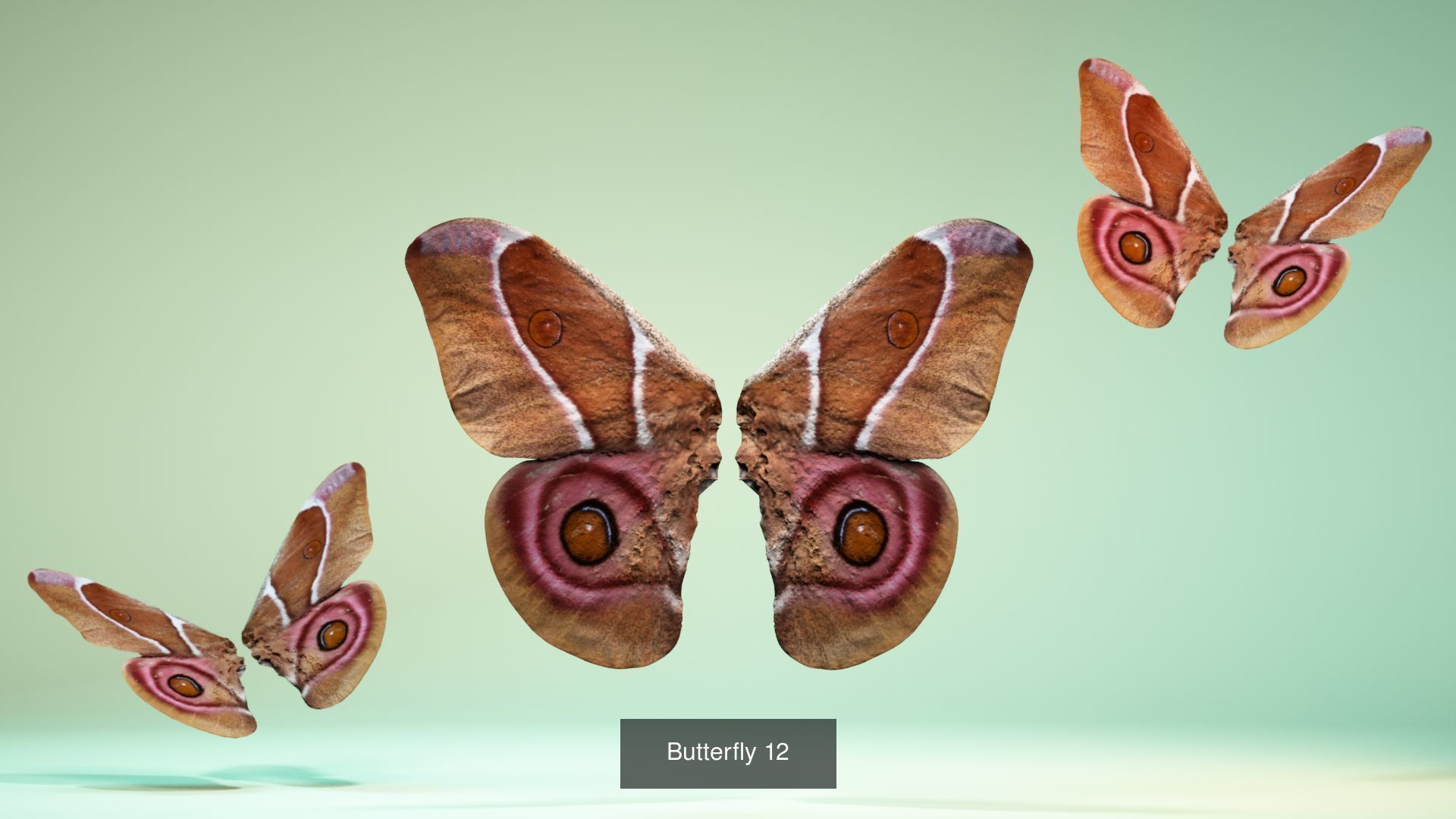 38 3D Scanned Butterfly and Beatle Wings  3D Model Collection_40