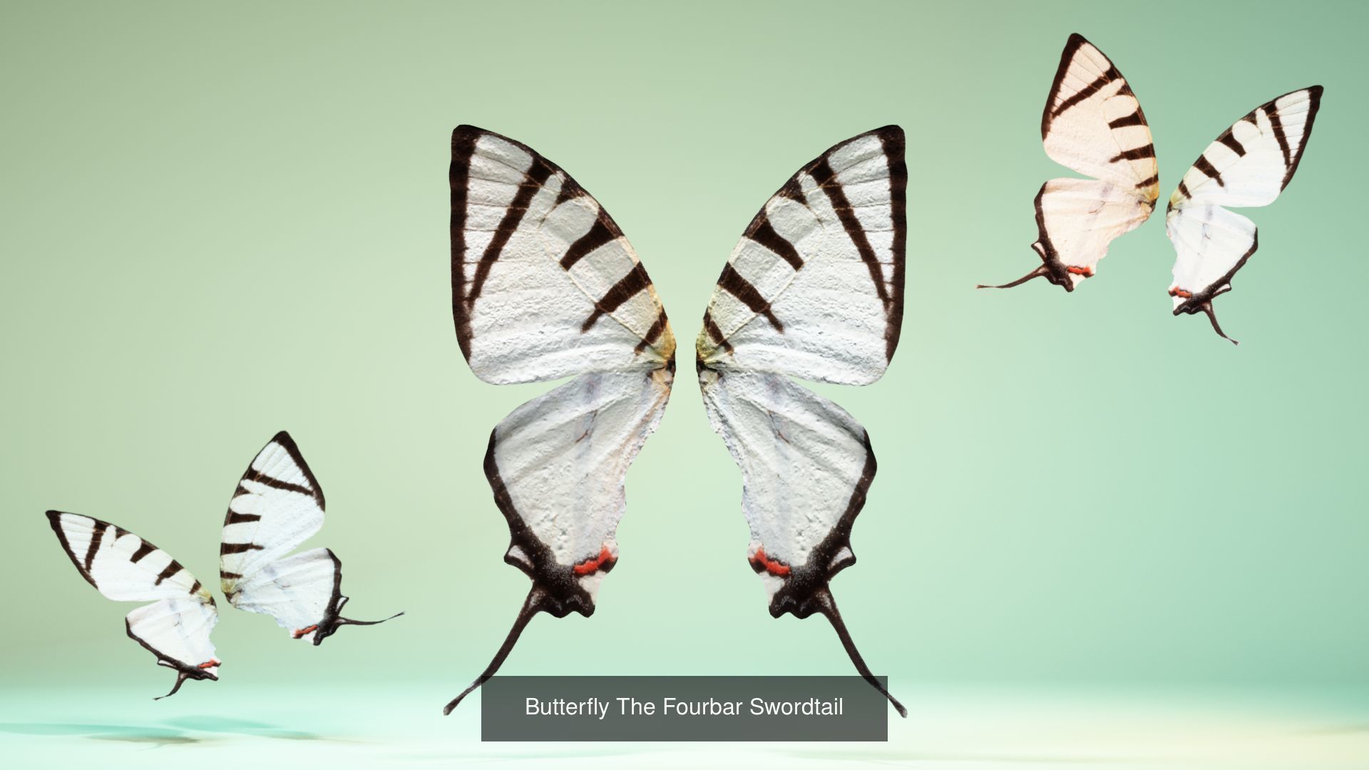 38 3D Scanned Butterfly and Beatle Wings  3D Model Collection_20