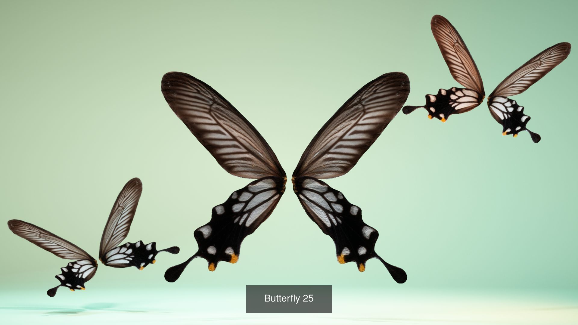 38 3D Scanned Butterfly and Beatle Wings  3D Model Collection_29