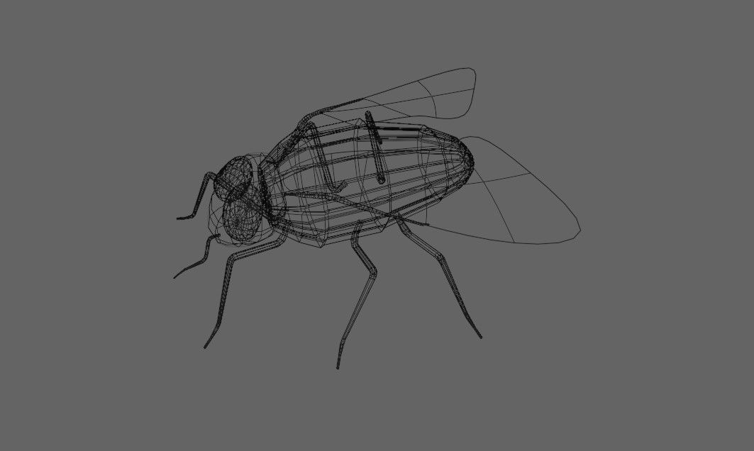 Mosquito - Fly Low-poly 3D model_22