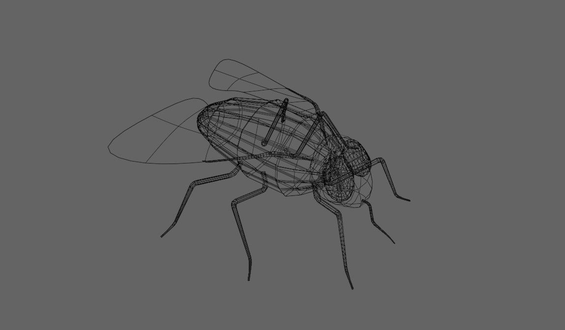 Mosquito - Fly Low-poly 3D model_21