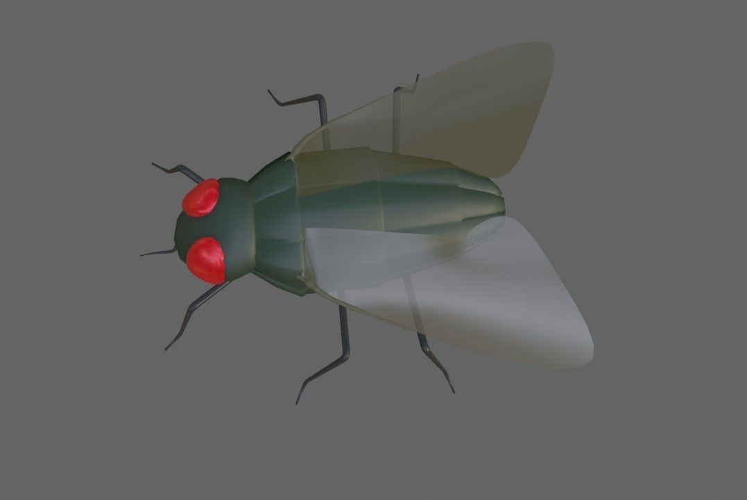 Mosquito - Fly Low-poly 3D model_5