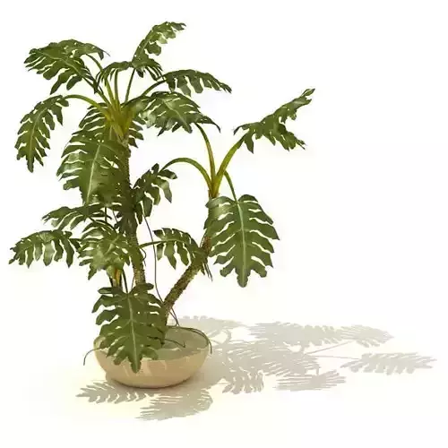Potted Tropical Indoor Plant