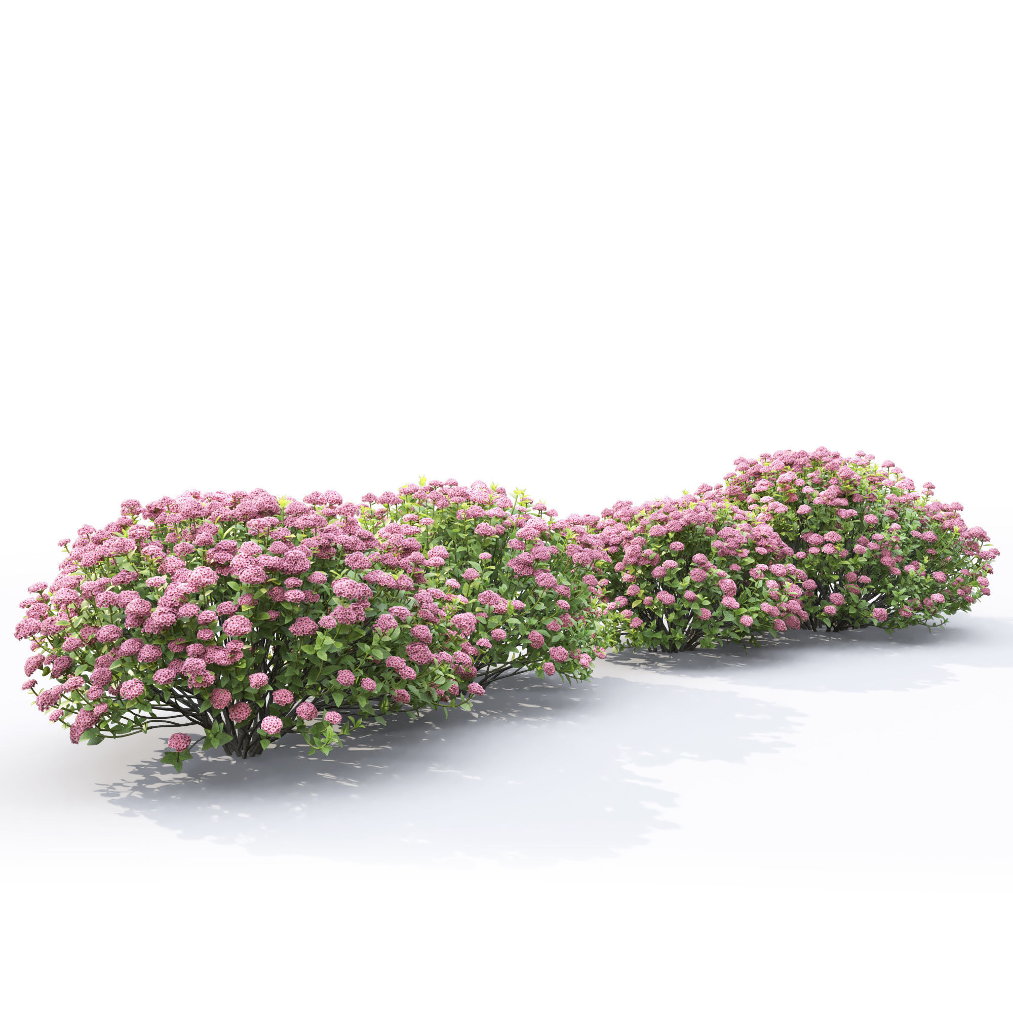Spiraea  little princess 01 3D model_4