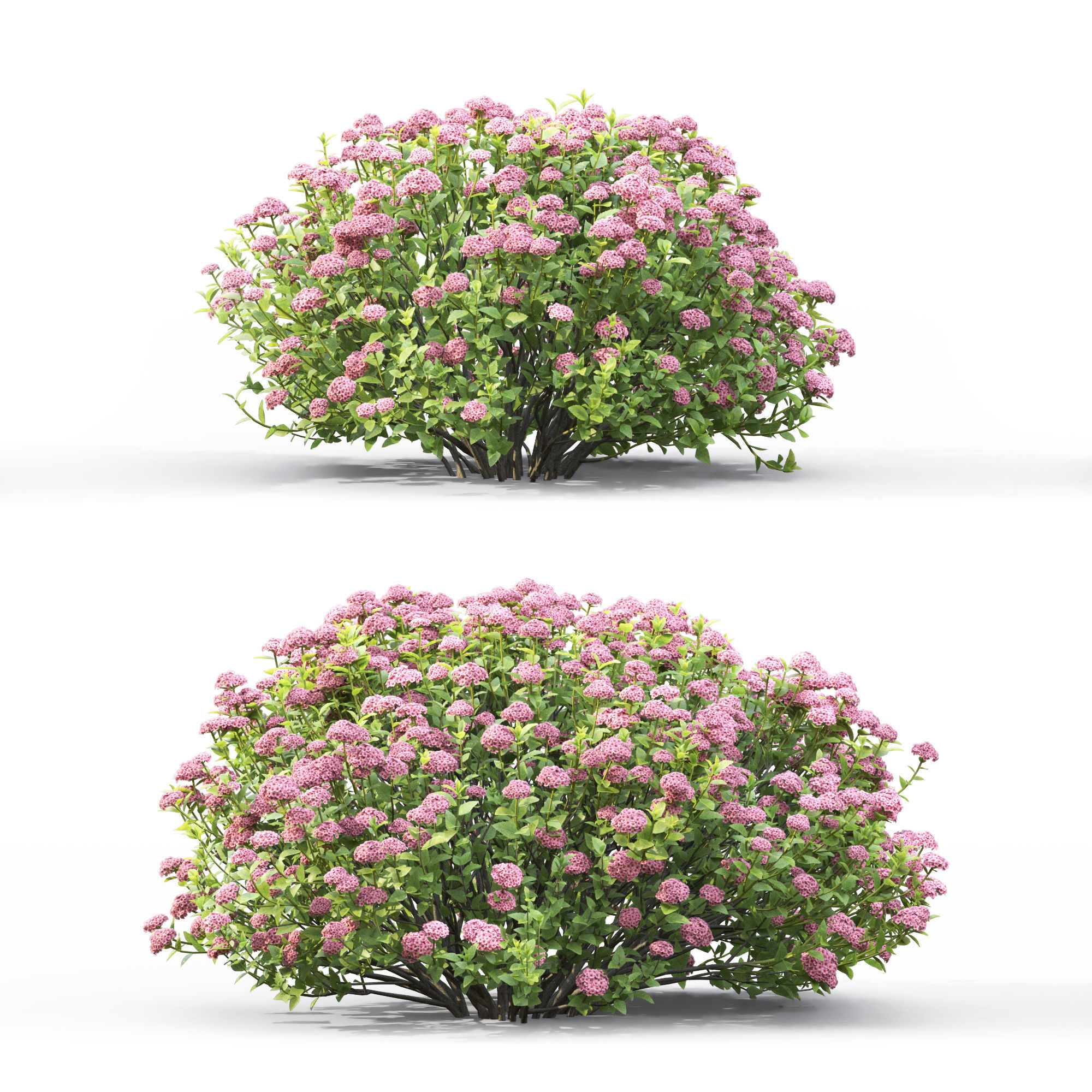 Spiraea  little princess 01 3D model_1