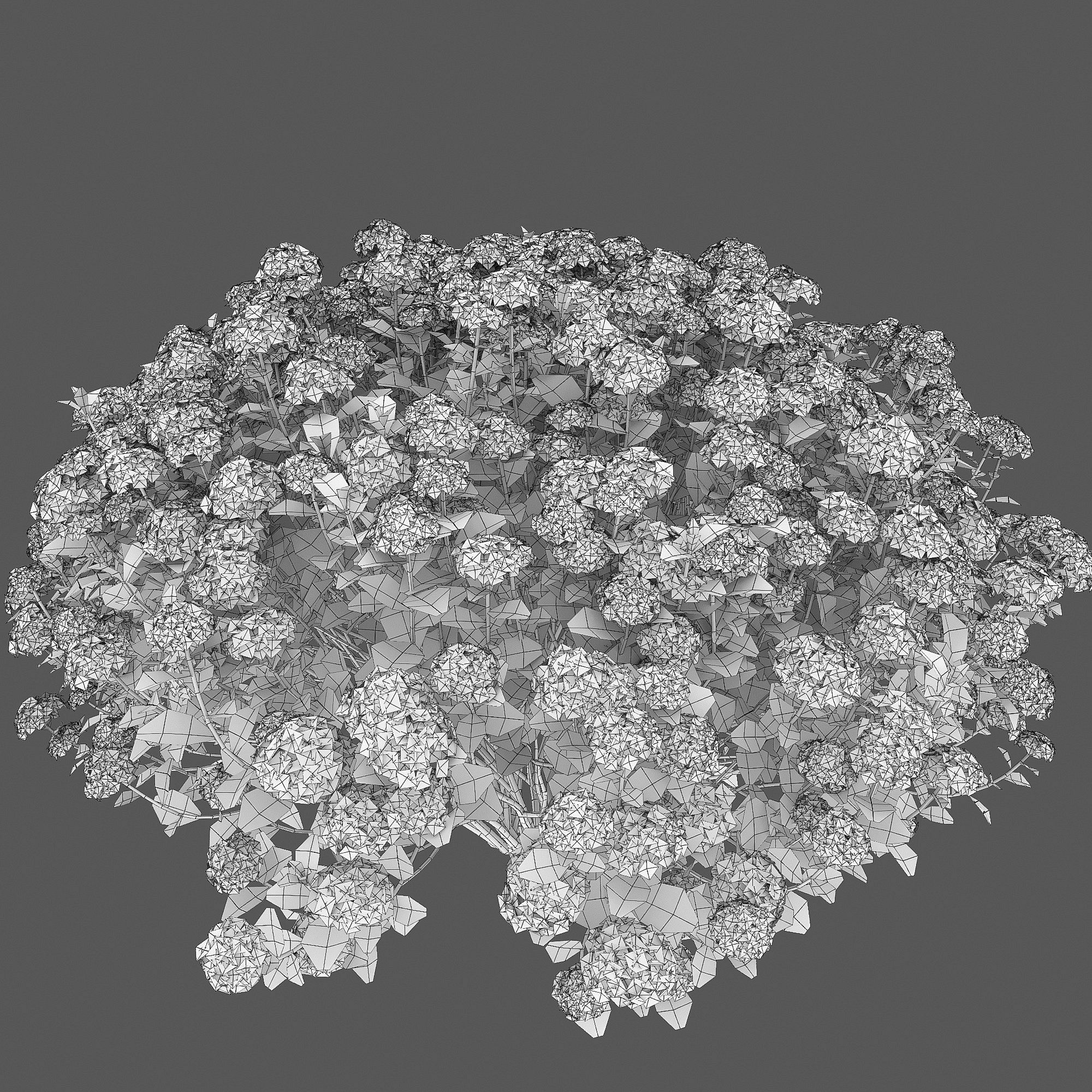 Spiraea  little princess 01 3D model_5