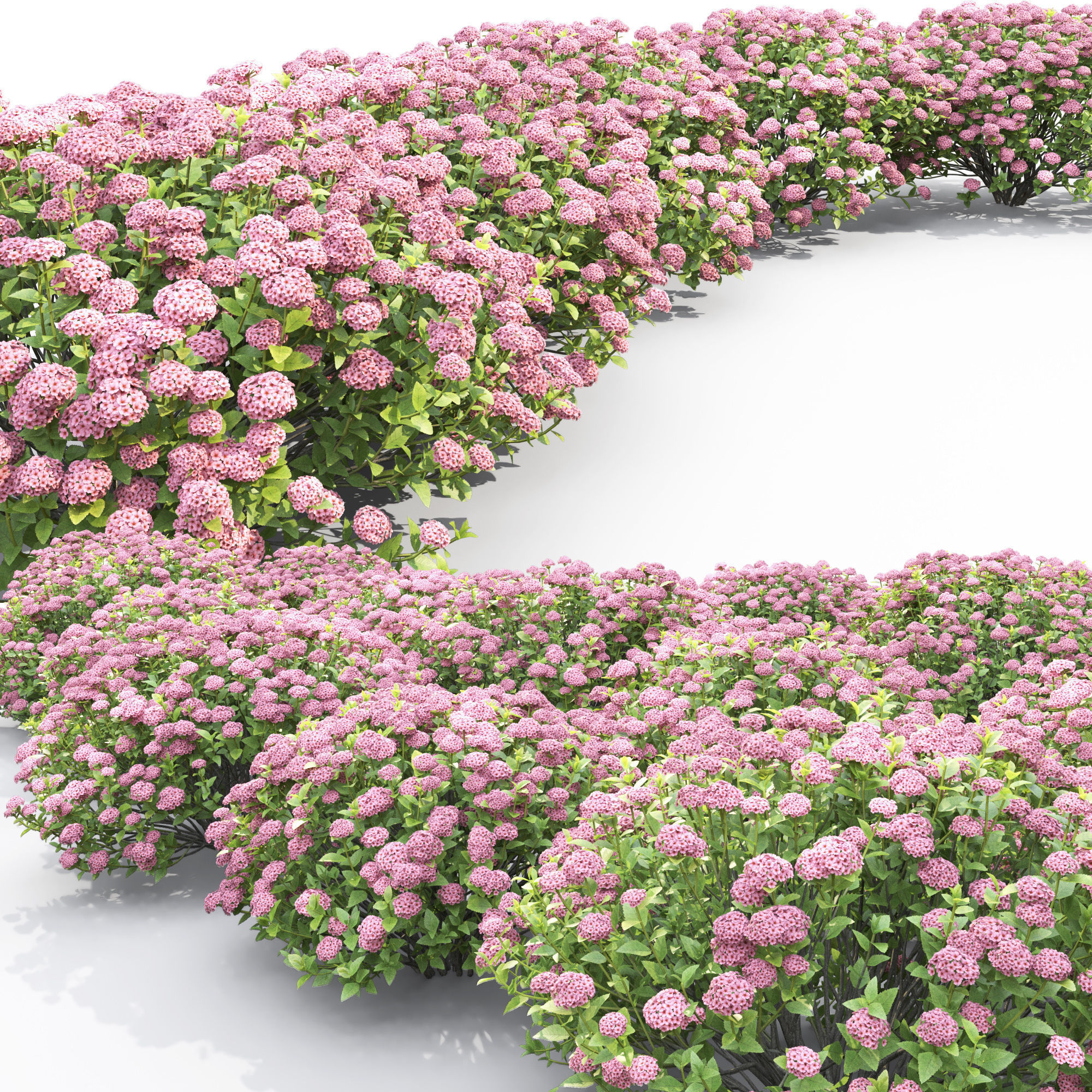 Spiraea  little princess 01 3D model_3