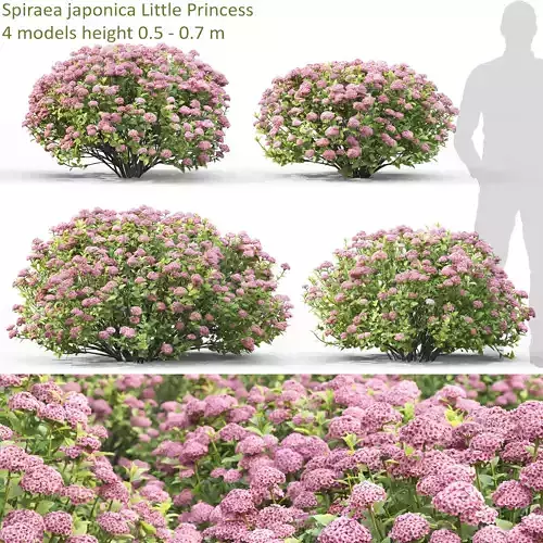 Spiraea  little princess 01