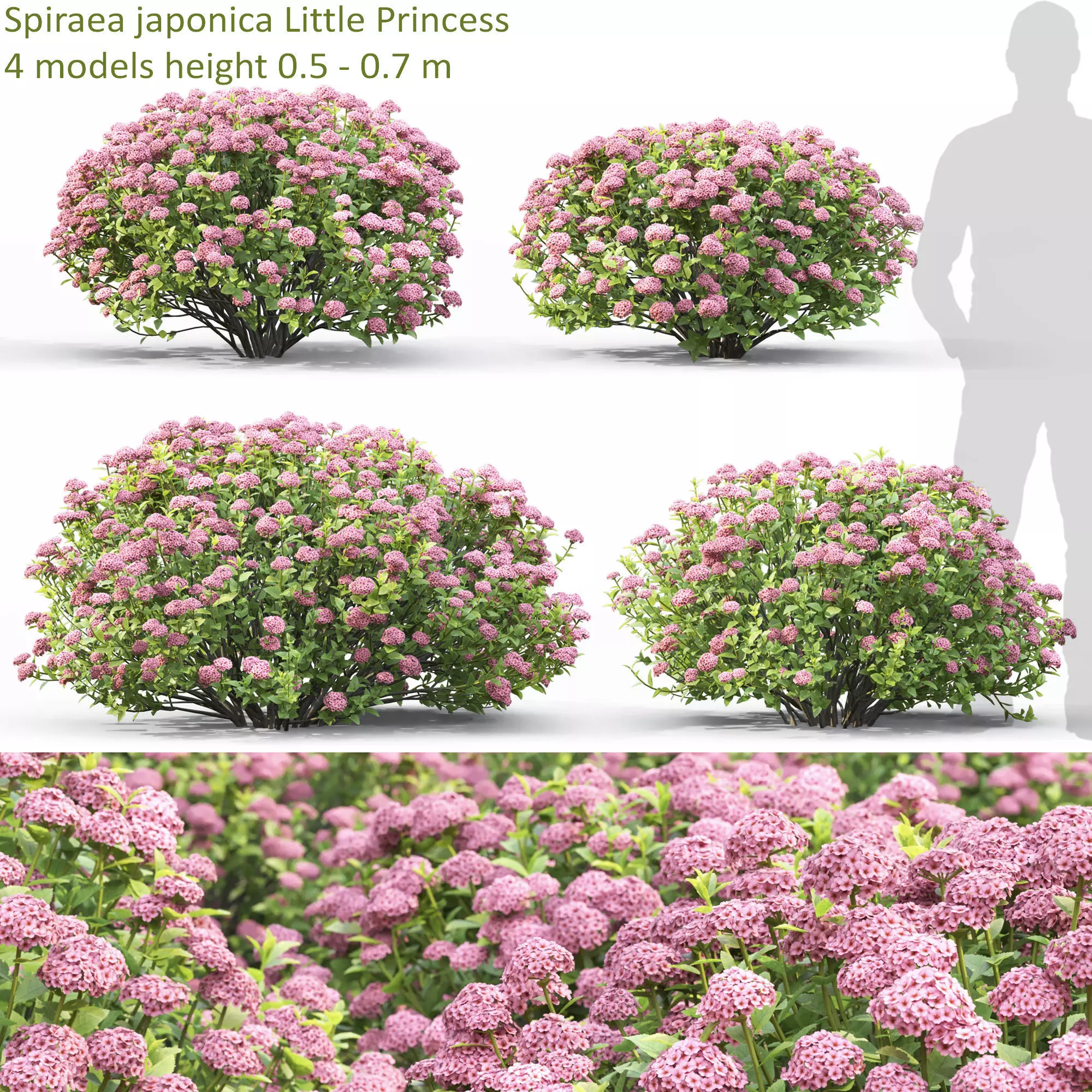 Spiraea  little princess 01 3D model_0