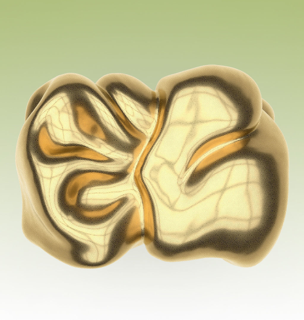 Ring Tissue 3D print model_3