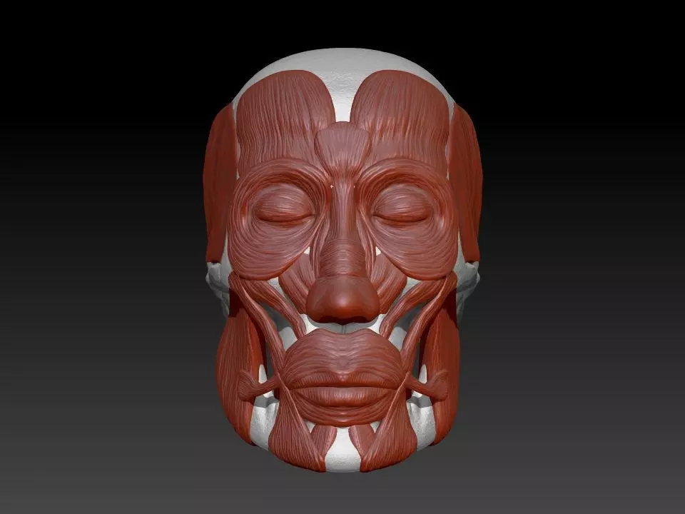 Skull head and muscles - high detailed model 3D model
