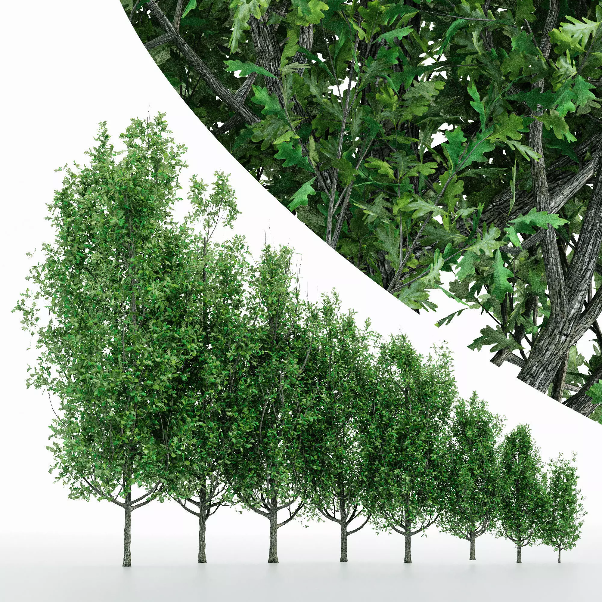8Different Cypress Oak tree collection3trees Models in the scene 3D model