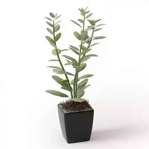 Potted Green Leafy Plant