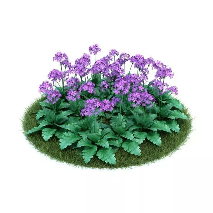 Japanese Primrose 3D model_0