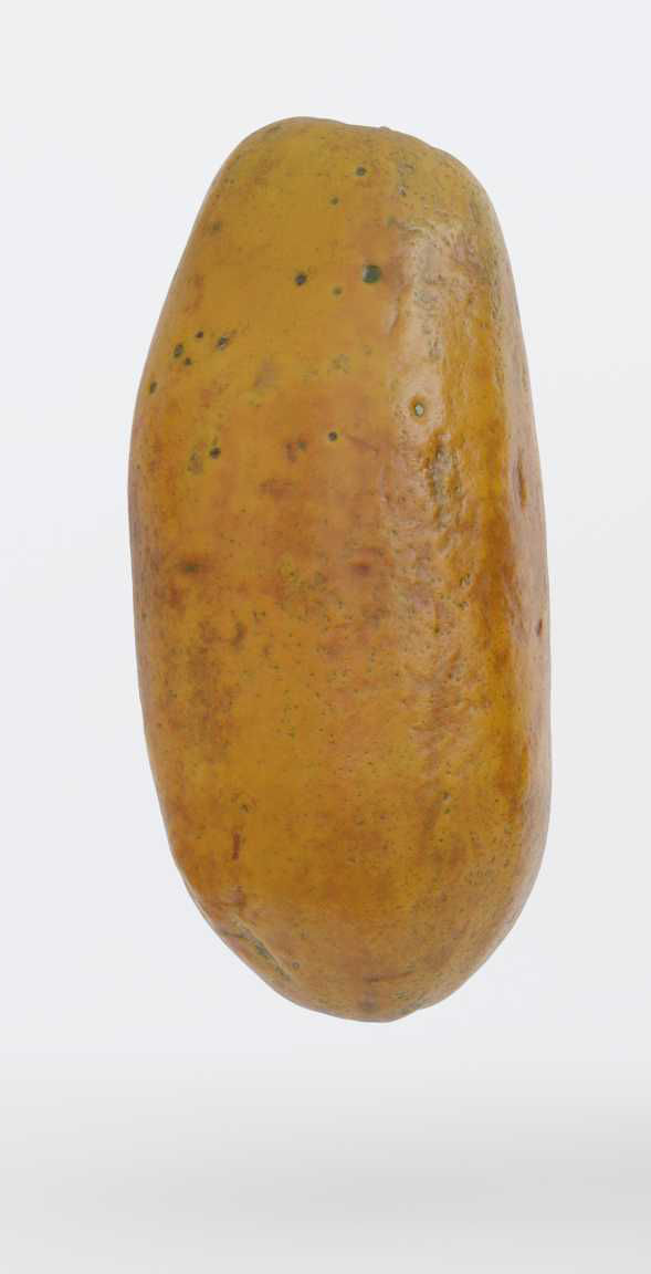 Papaya Photogrammetry 3D model_3