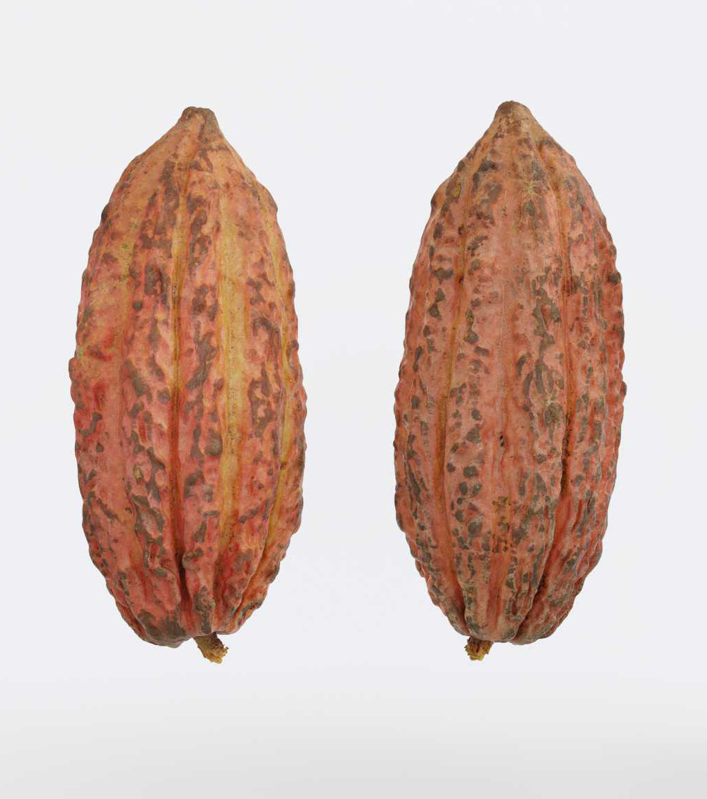 Cocoa v1 Photogrammetry 3D model_3