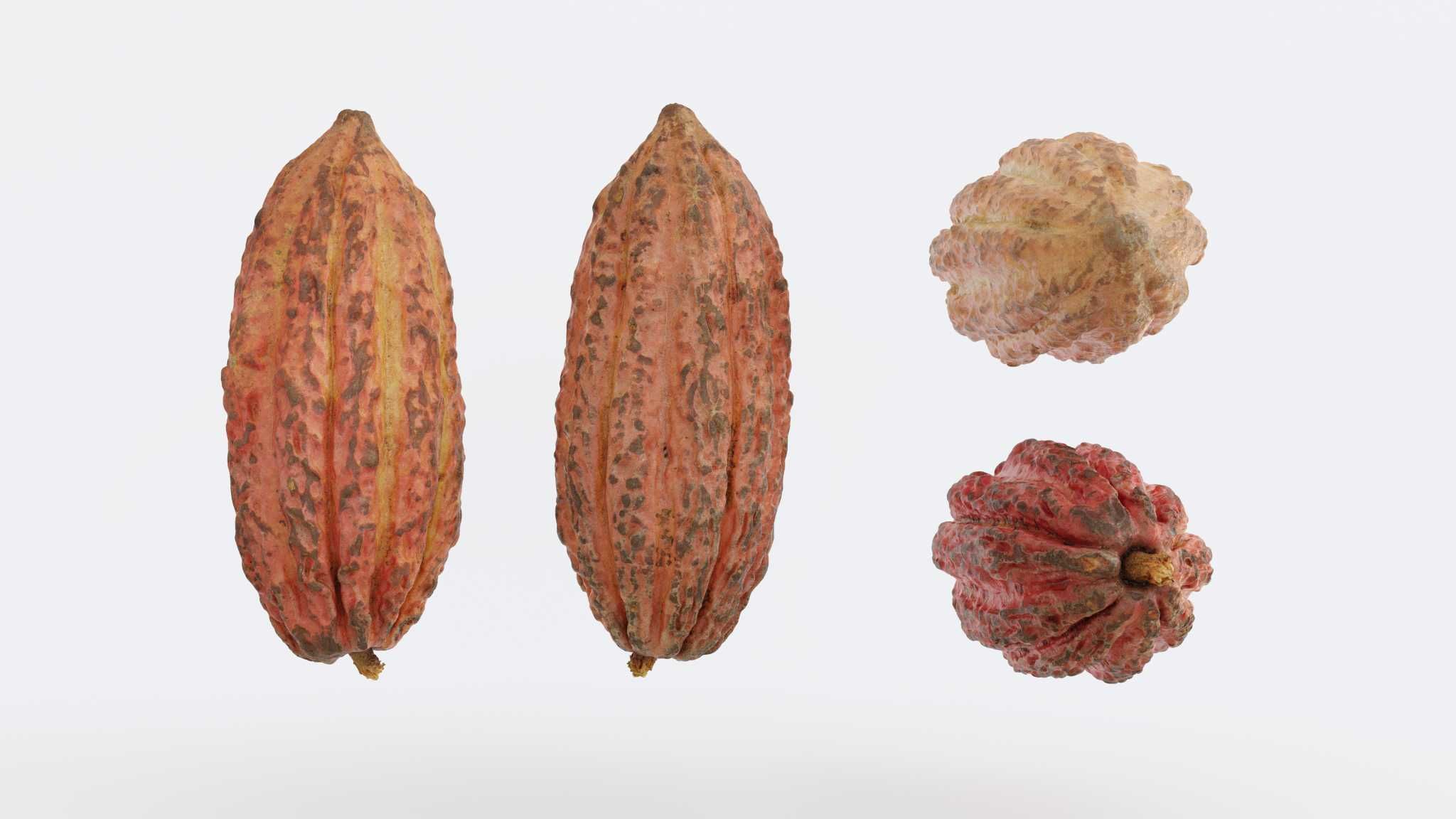 Cocoa v1 Photogrammetry 3D model_0