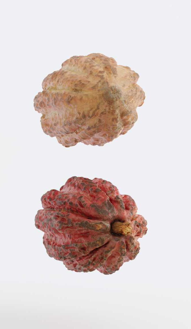 Cocoa v1 Photogrammetry 3D model_5