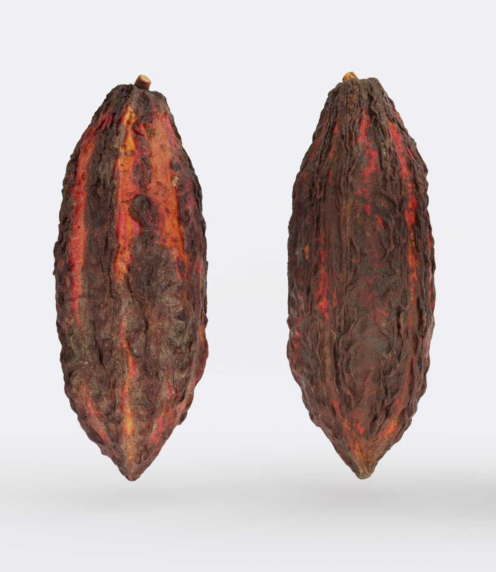 Cocoa v2 Photogrammetry 3D model_3