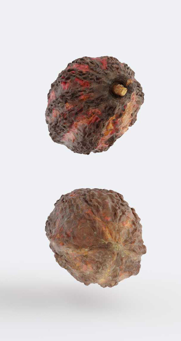Cocoa v2 Photogrammetry 3D model_5