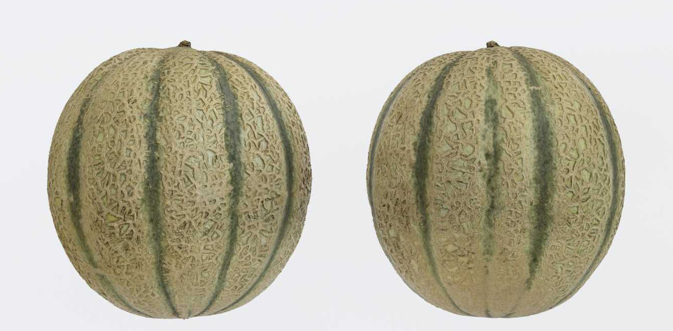 Melon Photogrammetry 3D model_3
