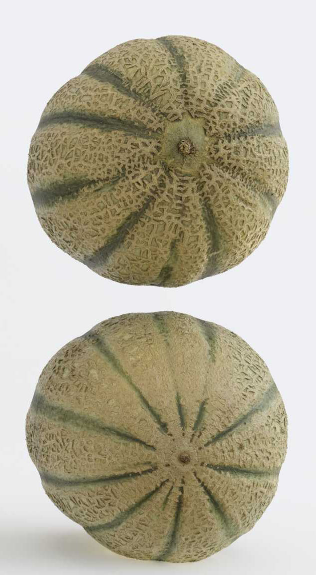 Melon Photogrammetry 3D model_5